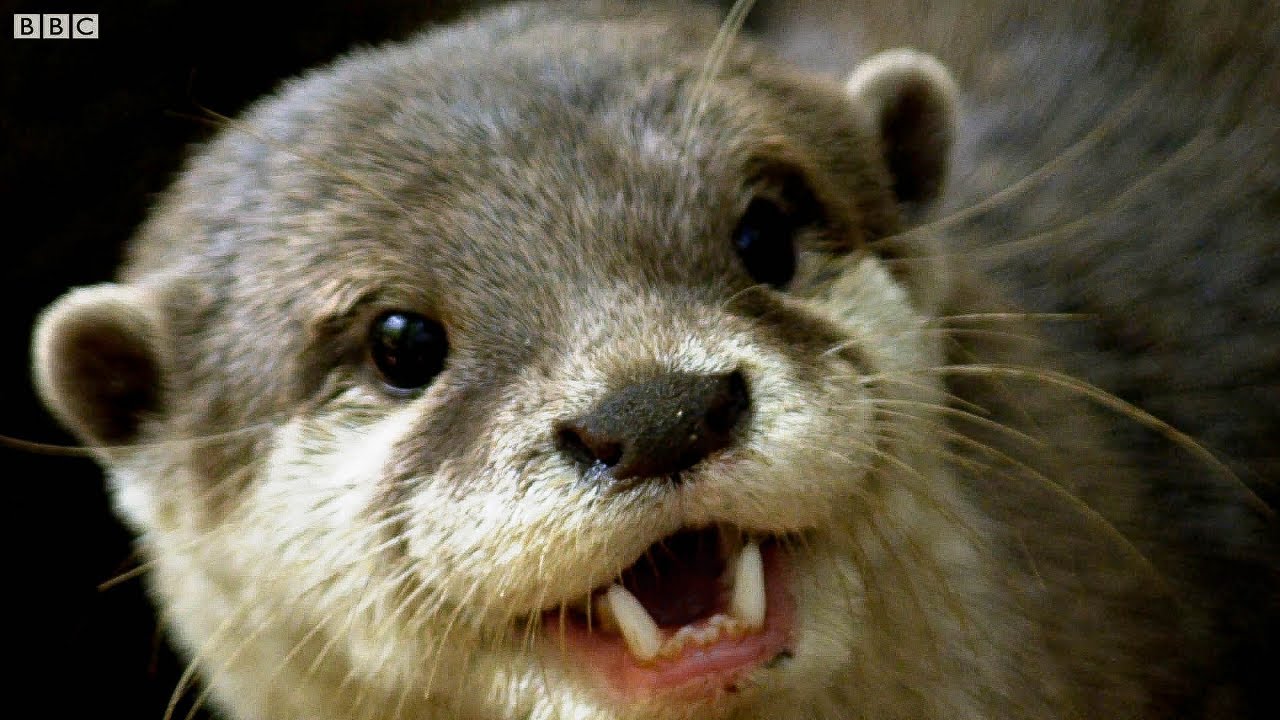 ⁣Otters Have a Favourite Rock They Love to Play With! | The Science Of Cute | BBC Earth