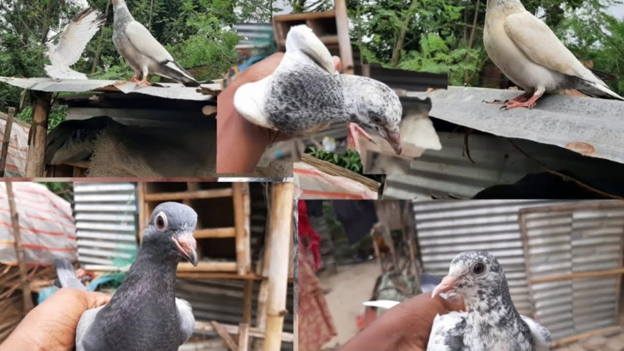 আমার শখের কিছু কবুতর 🕊️😱  #pigeon #pigeonlaver #vilogpigeon #vlog