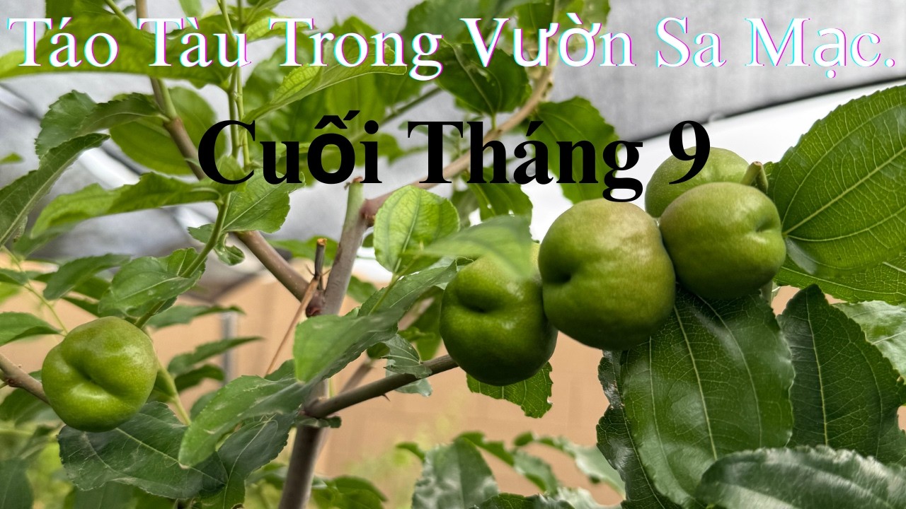 #57 Cập Nhật Vườn Sa Mạc  Táo Tàu Ra Trái Khiêm Tốn Nhưng Quý Giá. 09/24/2025