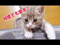 何度転げ落ちてもキャリーバッグの上で遊びたい子猫【スコティッシュフォールド】