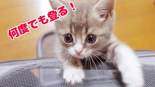 何度転げ落ちてもキャリーバッグの上で遊びたい子猫【スコティッシュフォールド】