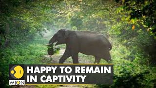 US court rules: Happy- the elephant is not a 'person' | Latest English News | WION Fineprint