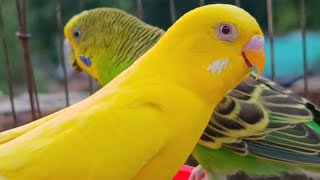 The Bright Side of Budgies: Cute and Funny Bird Moments! 🌟🦜🦜#birds #budgies #birdlovers #youtube