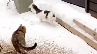 Когда в доме две кошки. Когда в доме две кошки.