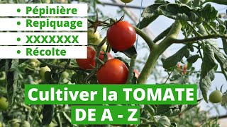 Voici comment produire de la tomate de A - Z/ pépinière, repiquage, entretien phytosanitaire
