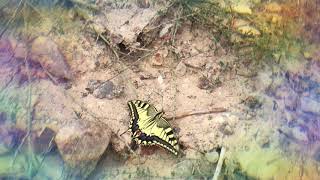 Papilio Machaon Kırlangıçkuyruk