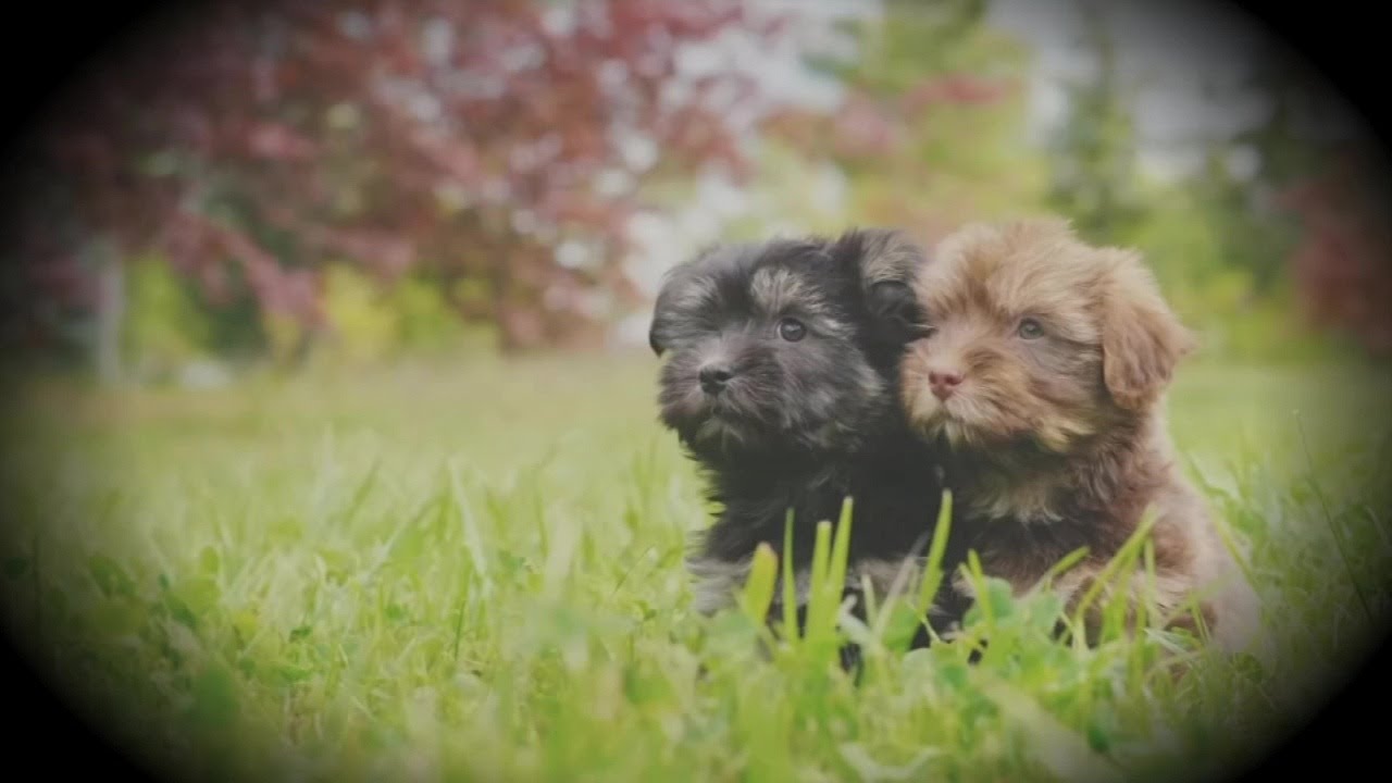 TV5 Investigates: Pet cloning