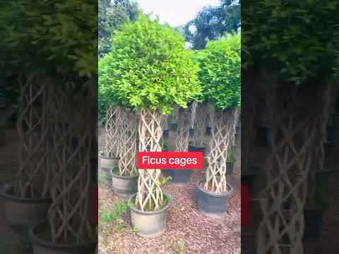 Live ficus cage