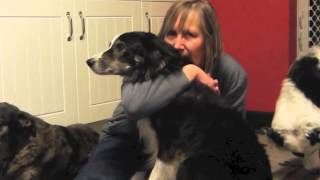 Does your dog REALLY want a hug?