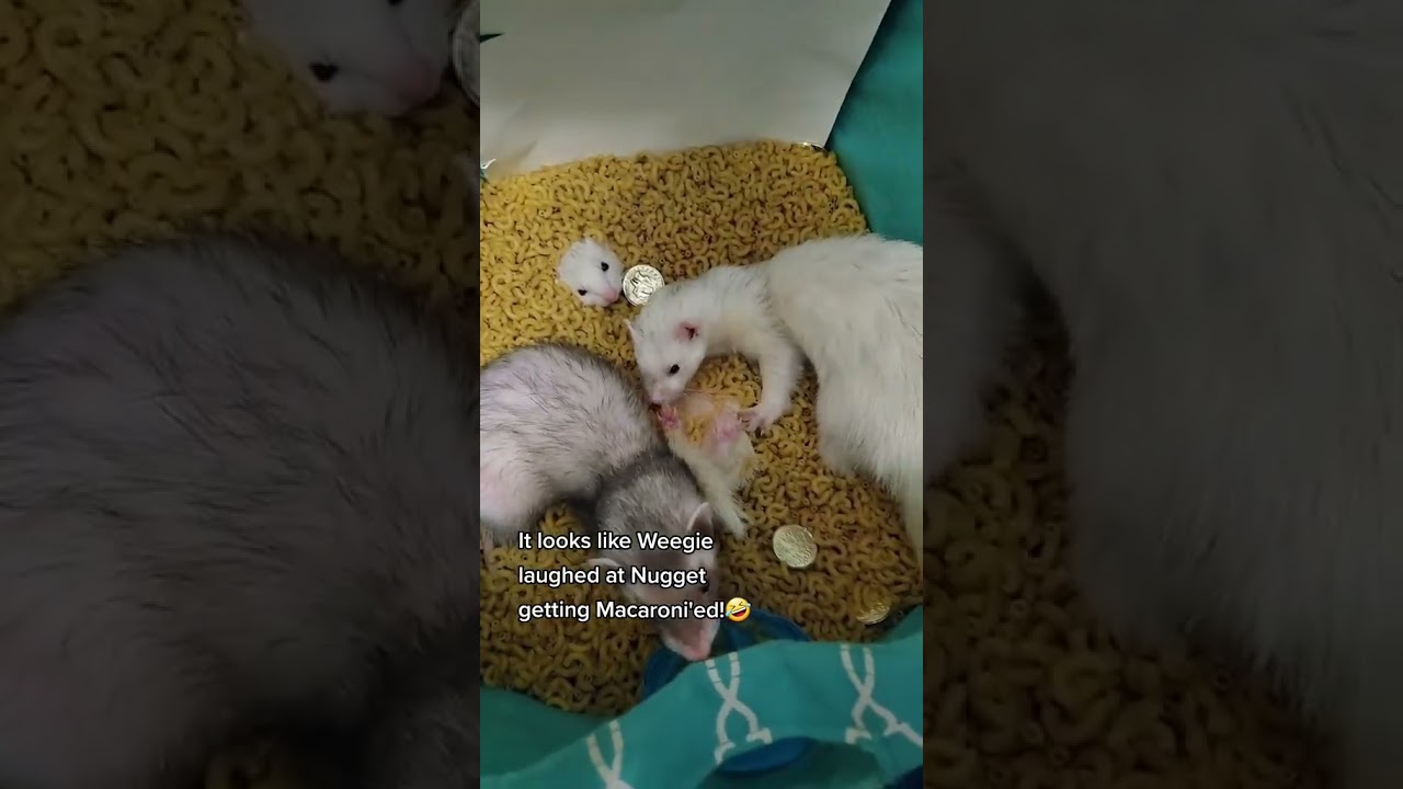 Nugget had accepted her fate