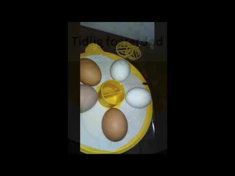 Video: Økning I Eggproduksjon Hos Kyllinger Om Vinteren