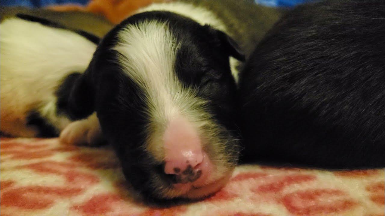 Tiny Newborn Puppies Making Squeaking, Whining & Grunting Noises