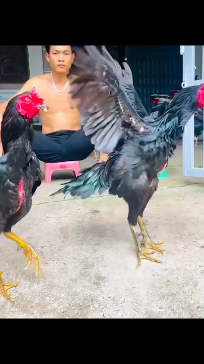 2 ekor ayam kembar topek dan topik, ayam hitam kumbang tulangan bagus