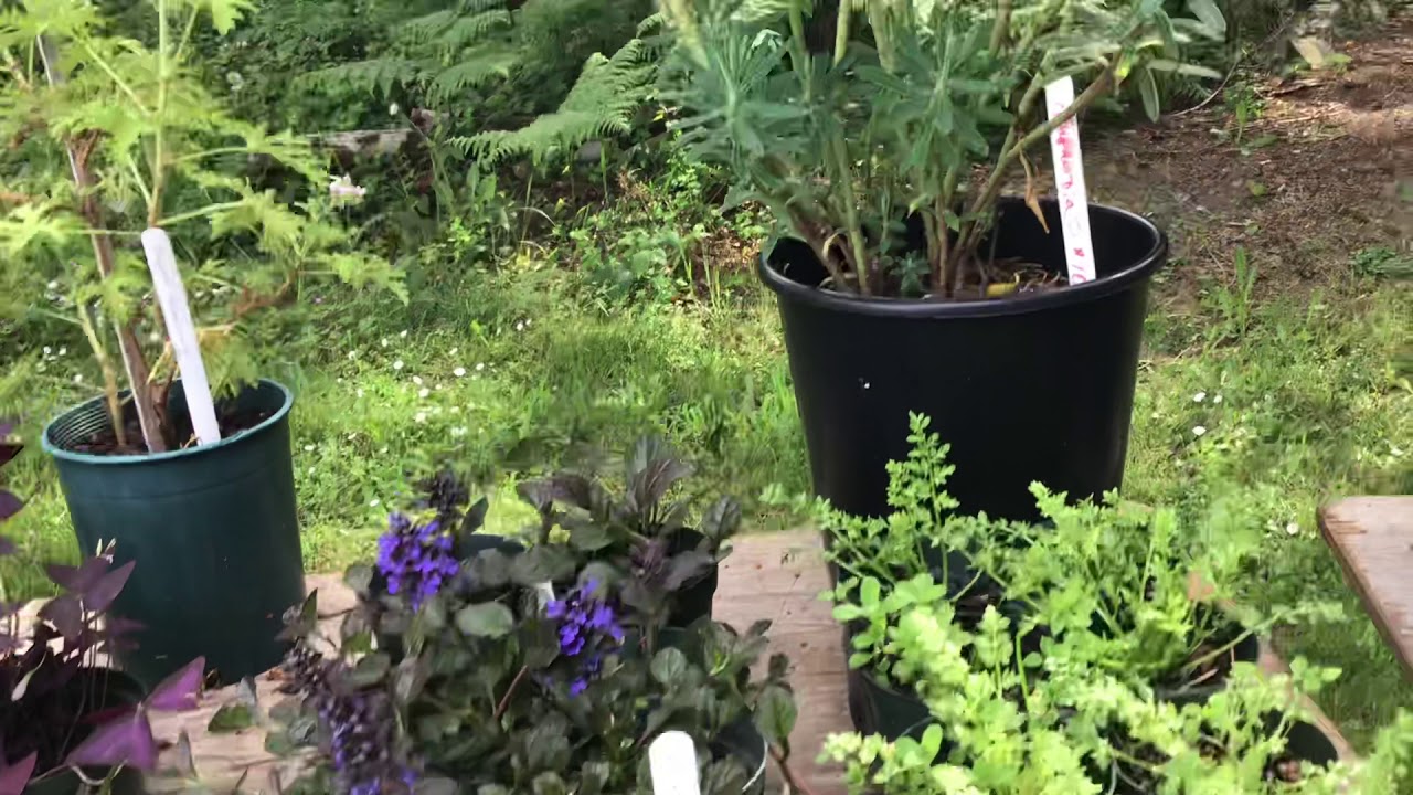 Drive-through plant sale! - YouTube