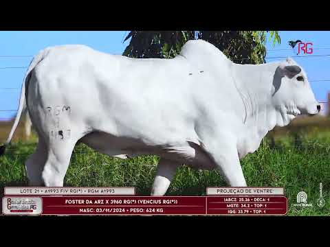 LOTE 21