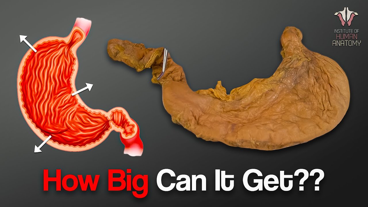 How Much Food Can The Human Stomach Hold???