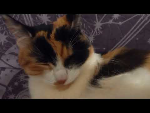 Кошка спит на подушке | Вита | Смотри описание