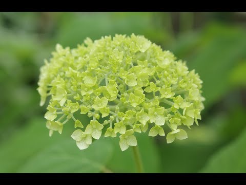 小さな窓の花ごよみ 941 水無月とホオズキ ♪ カノン harp 吉野直子 ♪