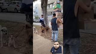 Tha funny dogs 🐶 reactions#shorts