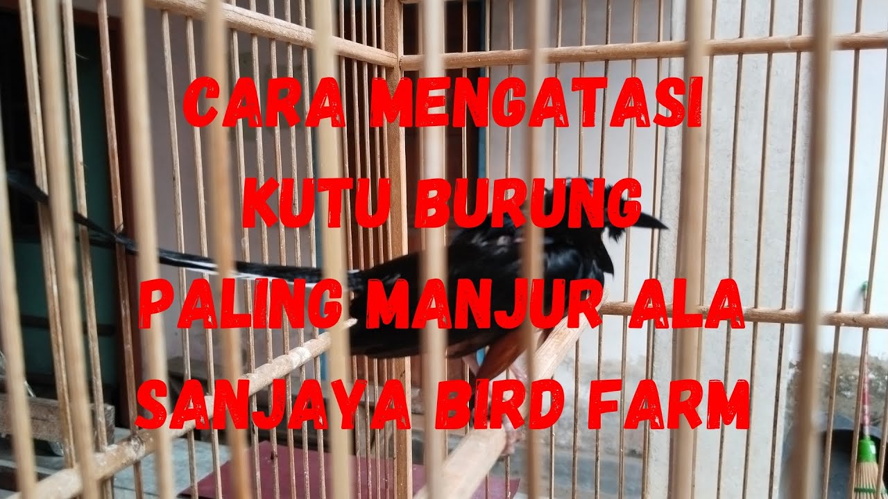 CARA MENGATASI KUTU BURUNG MURAI BATU PALING MANJUR-SANJAYA BF YK