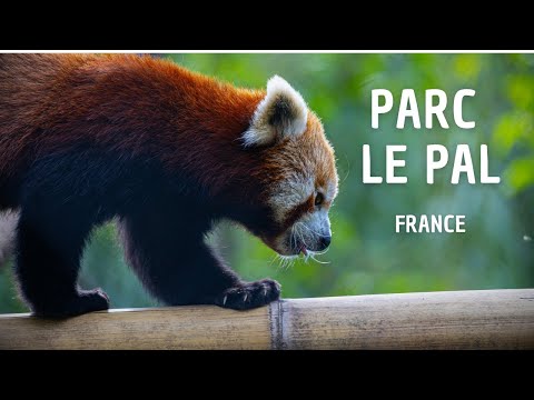  LE PAL PARC FRANCE 2023  TOUR COMPLET  ZOO  PARC DATTRACTIONS  UNE JOURNE AU PARC