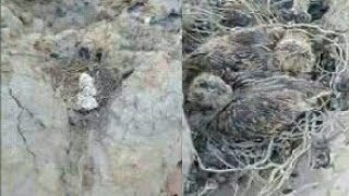 Perkutut Istimewa Bersarang di TANAH || SARANG PERKUTUT DI TANAH