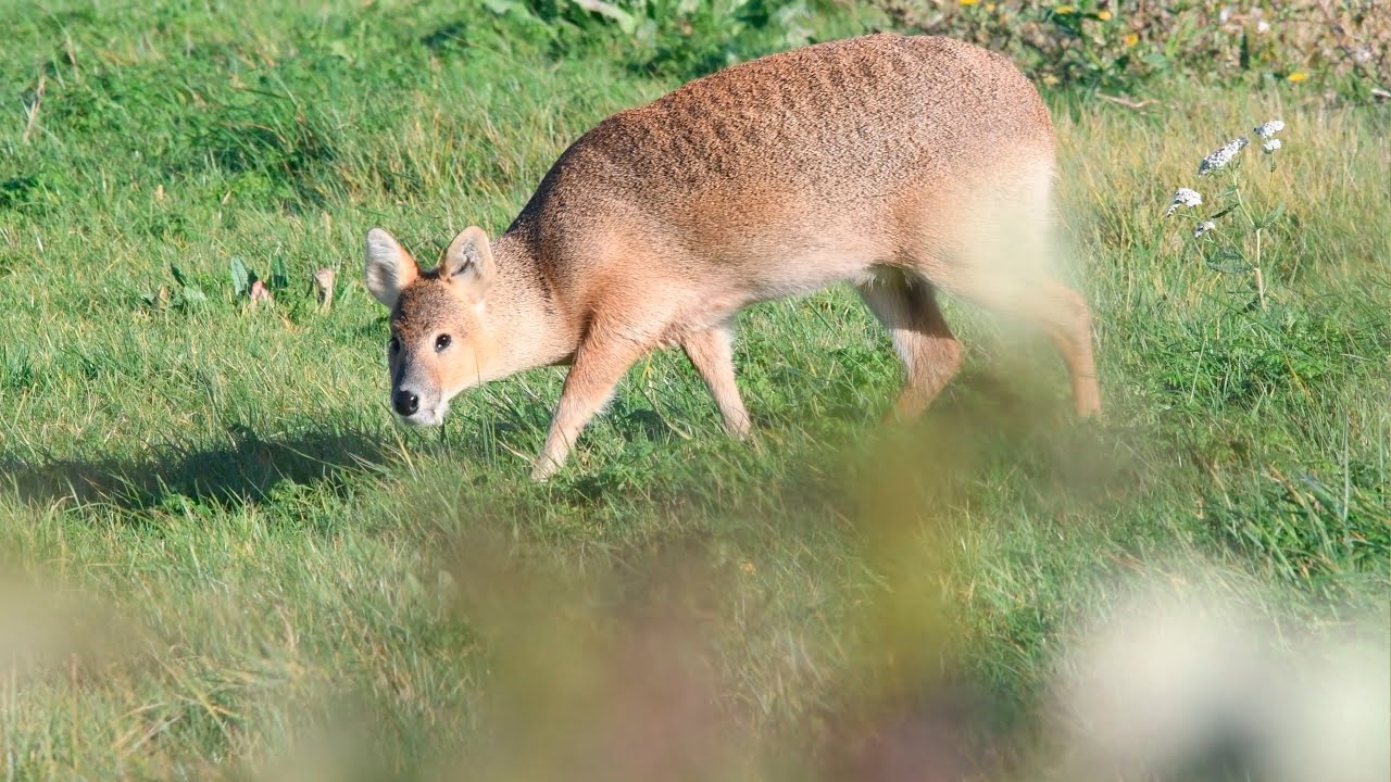 Chinese Water Deer Running