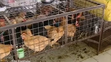 (VTC14)_Dịch cúm gia cầm bùng phát ở nhiều nước châu Á trước tết nguyên đán