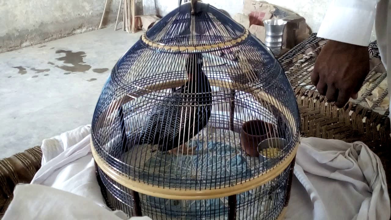 Kala Tetar !! Chakree ka Tetar !! Black francolin 