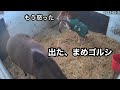 まめゴルシも飛び出すスカーレット家のご飯戦争(スカーレットテイルの23)
