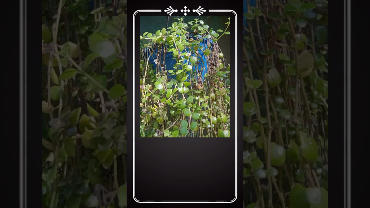 Bushy Hanging Plantsshortsgardening YouTube