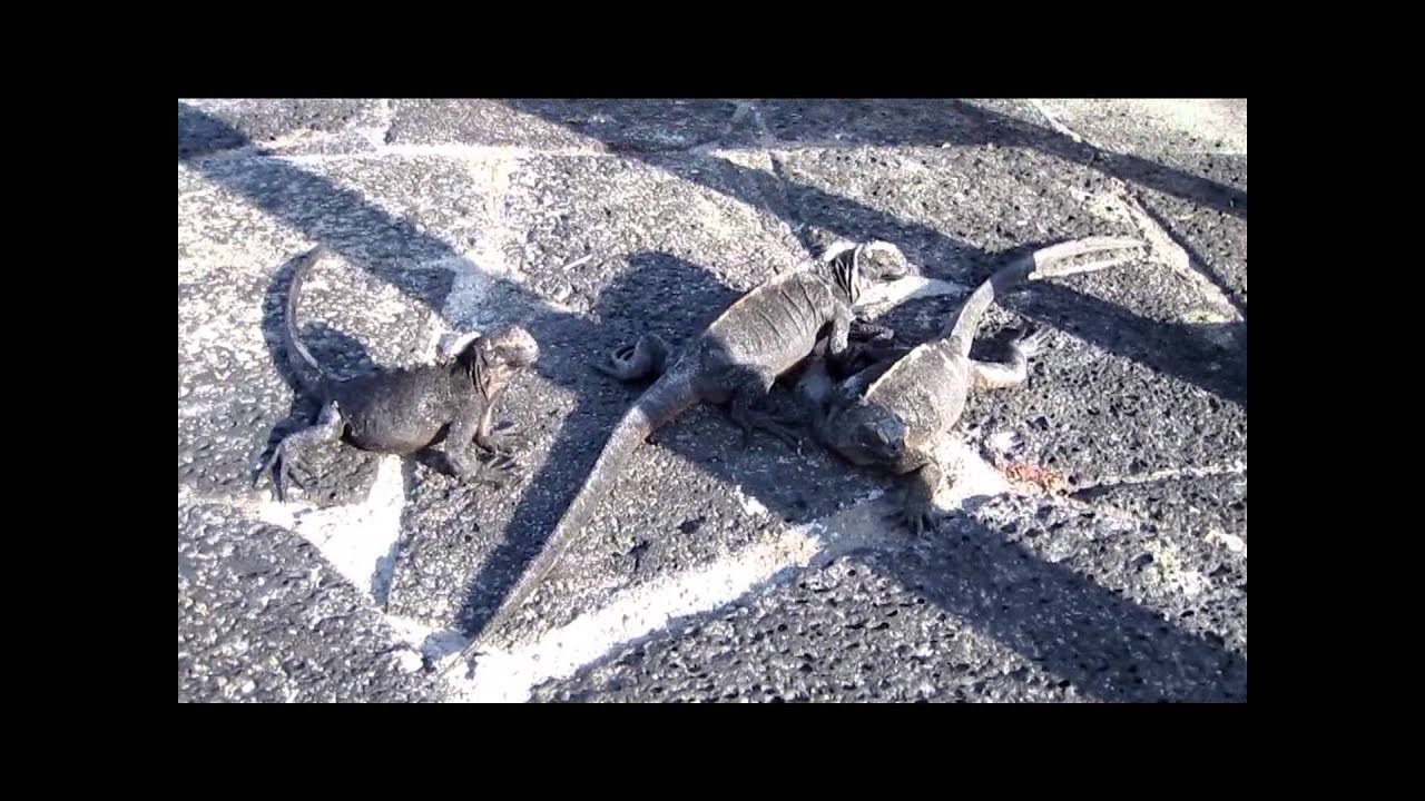 Galapagos Marine Iguana Salt Sneezes!
