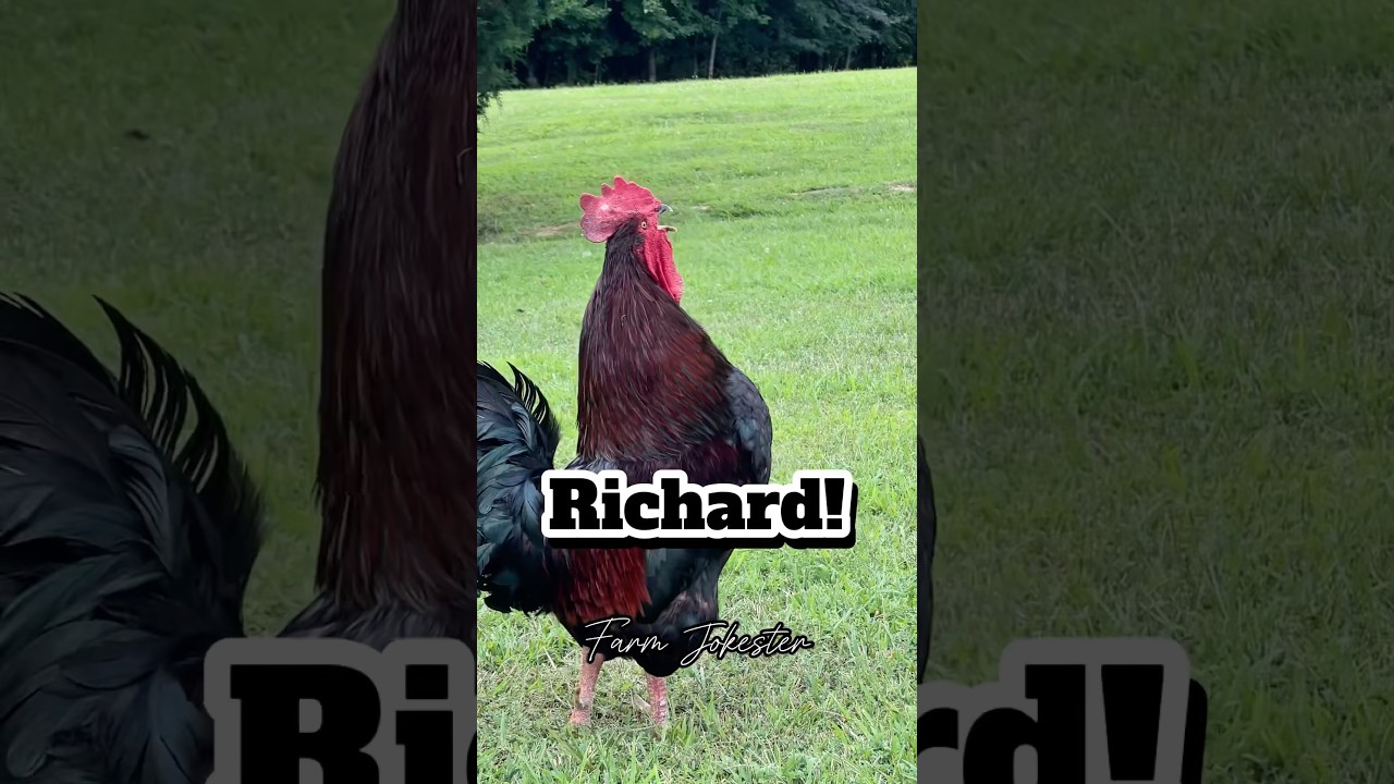 Richard’s Rooster Ruckus: A Poultry Performance 