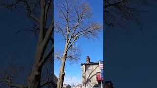 Oak removal in Hanover PA