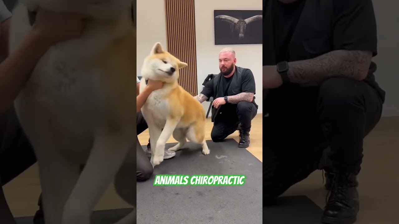 which is your favorite 🦮?