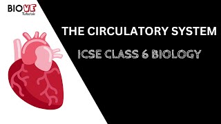 Circulatory System | ICSE Class 6 Biology Circulatory System | ICSE Class 6 Biology