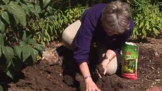 Planting Bulbs for Spring Color