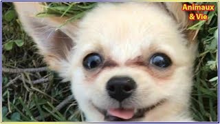 Abandonné dans les toilettes d’un aéroport avec un mot déchirant, ce chien a droit à une 2e vie