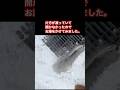 妻の実家で雪片付けをしようとしたら、側溝が凍っていて開かなかったのでお湯をかけてみました #雪 #snow #秋田県