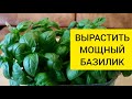 ВЫРАСТИТЬ МОЩНЫЙ БАЗИЛИК НА ОКНЕ