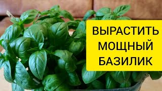 ВЫРАСТИТЬ МОЩНЫЙ БАЗИЛИК НА ОКНЕ