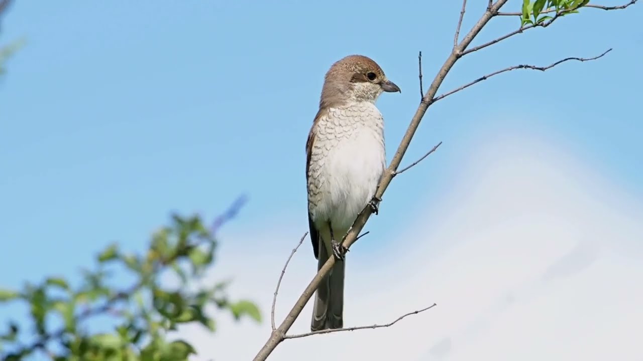 The Little Butcher: The Shrike’s (Lanius) Secret Life in 4 Minutes