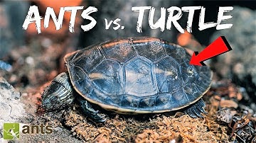 Ants vs. Turtle