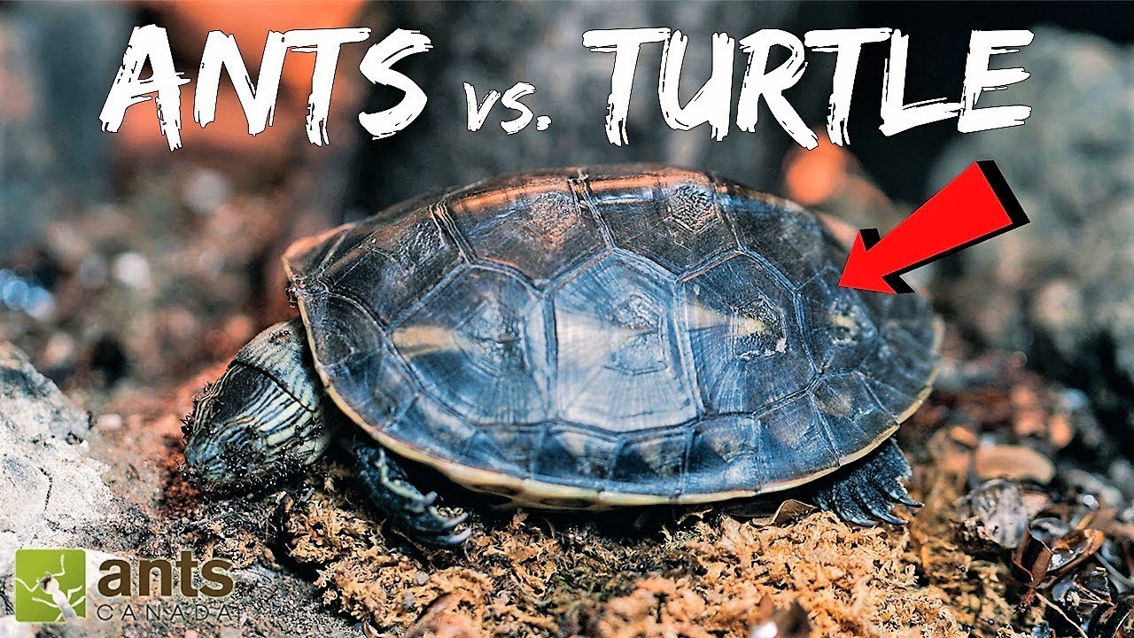 Ants Vs. Turtle