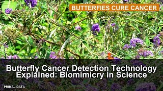 Butterfly Cancer Detection Technology Explained: Biomimicry in Science