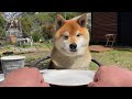 飼い主のオヤツ当てゲームに面倒くさそうに付き合ってくれる柴犬　Shibe played a treats game for me with annoyed look.