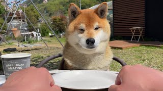 飼い主のオヤツ当てゲームに面倒くさそうに付き合ってくれる柴犬　Shibe played a treats game for me with annoyed look.