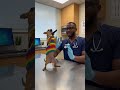 #comedyshorts #funny #petshorts #pets #viralshorts #doglife
