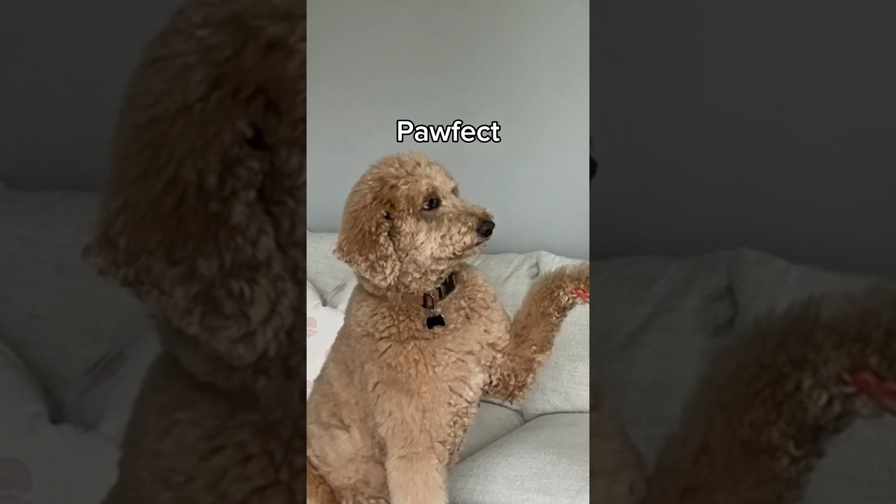 Couldnāt leave her behind #dogs #dogcomedy