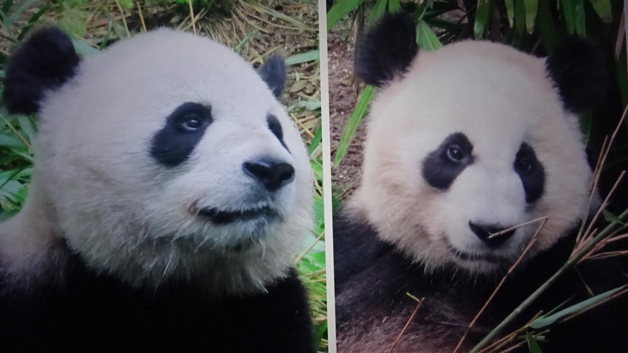 Sweet Jia Panpan & Jia Yueyue Without Mama (August 2018 Calgary)